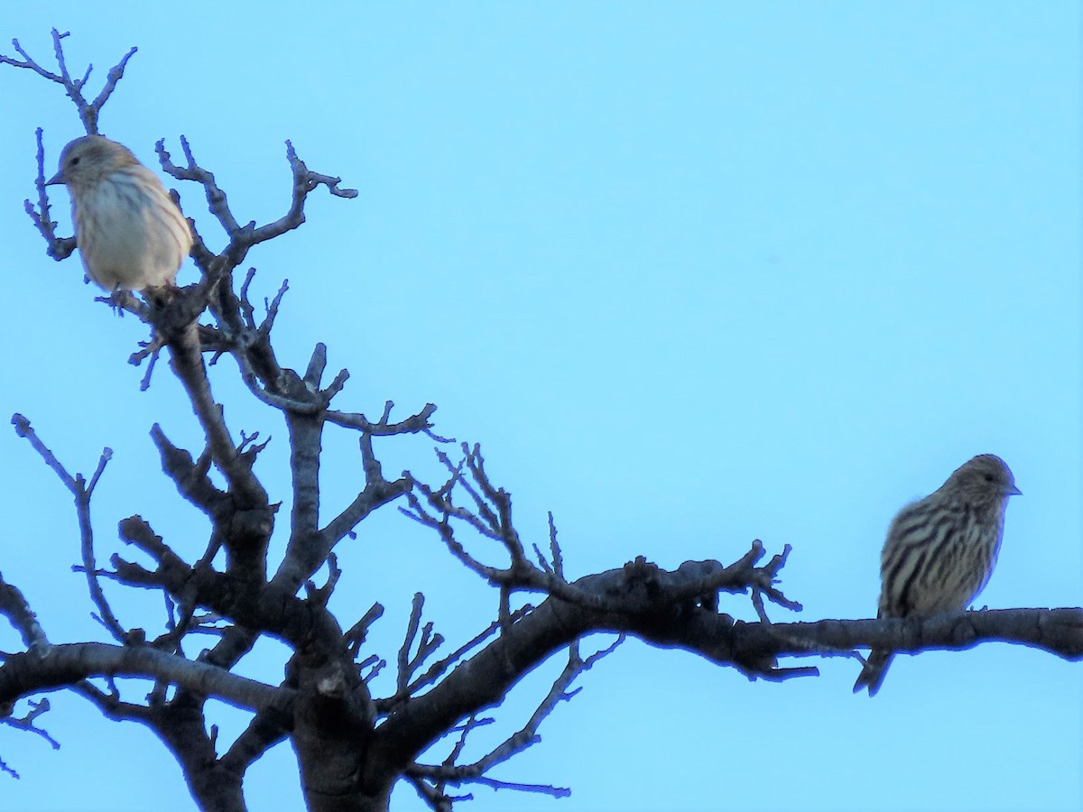 Pine Siskin - Ed Stonick