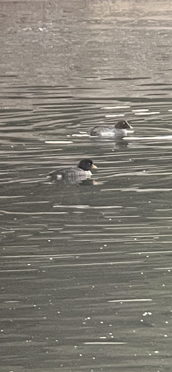 Barrow's Goldeneye - ML289434541