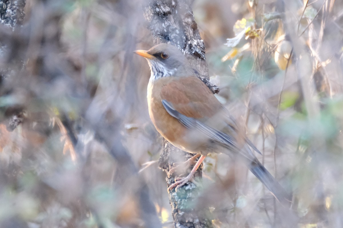 Rufous-backed Robin - Kimber Godfrey