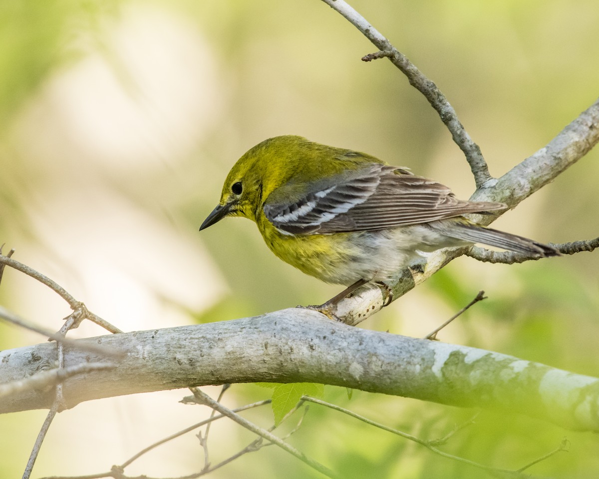 Pine Warbler - ML28943601