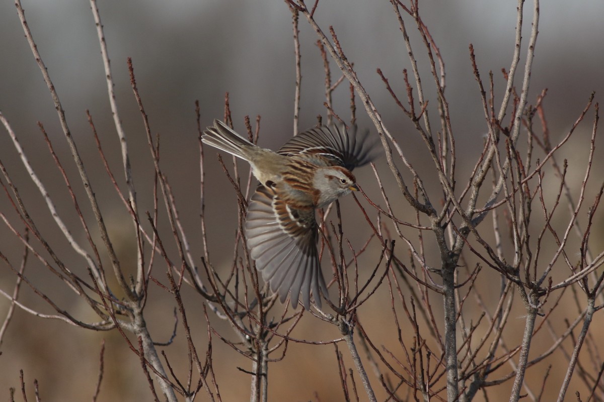 American Tree Sparrow - ML289436041