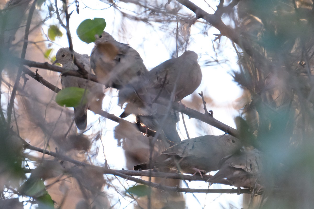 Common Ground Dove - ML289436501