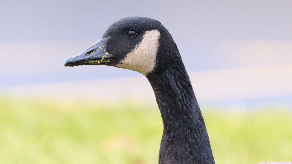 Canada Goose - Alex Mann