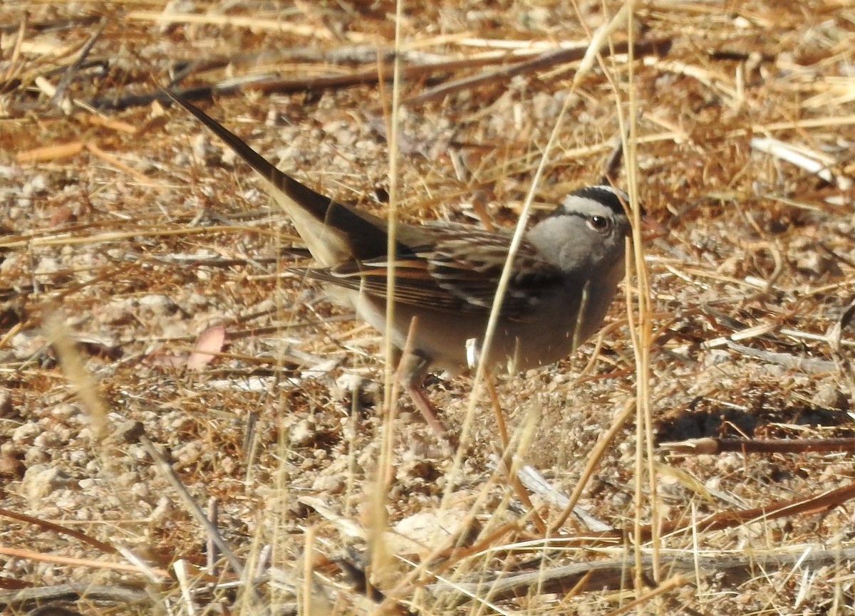 White-crowned Sparrow - ML289439111