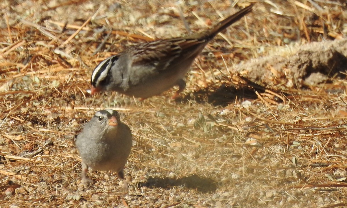 White-crowned Sparrow - ML289439121