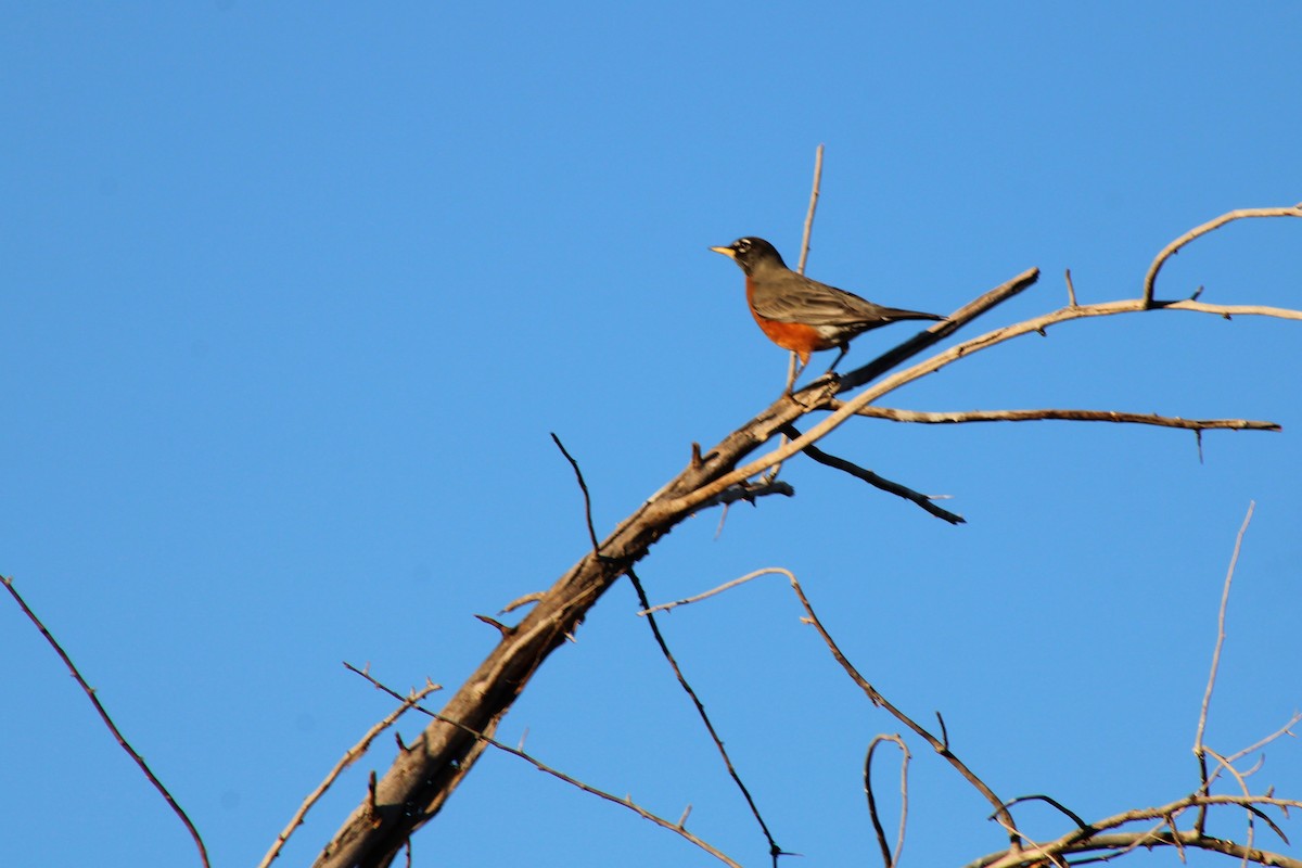 American Robin - ML289440421