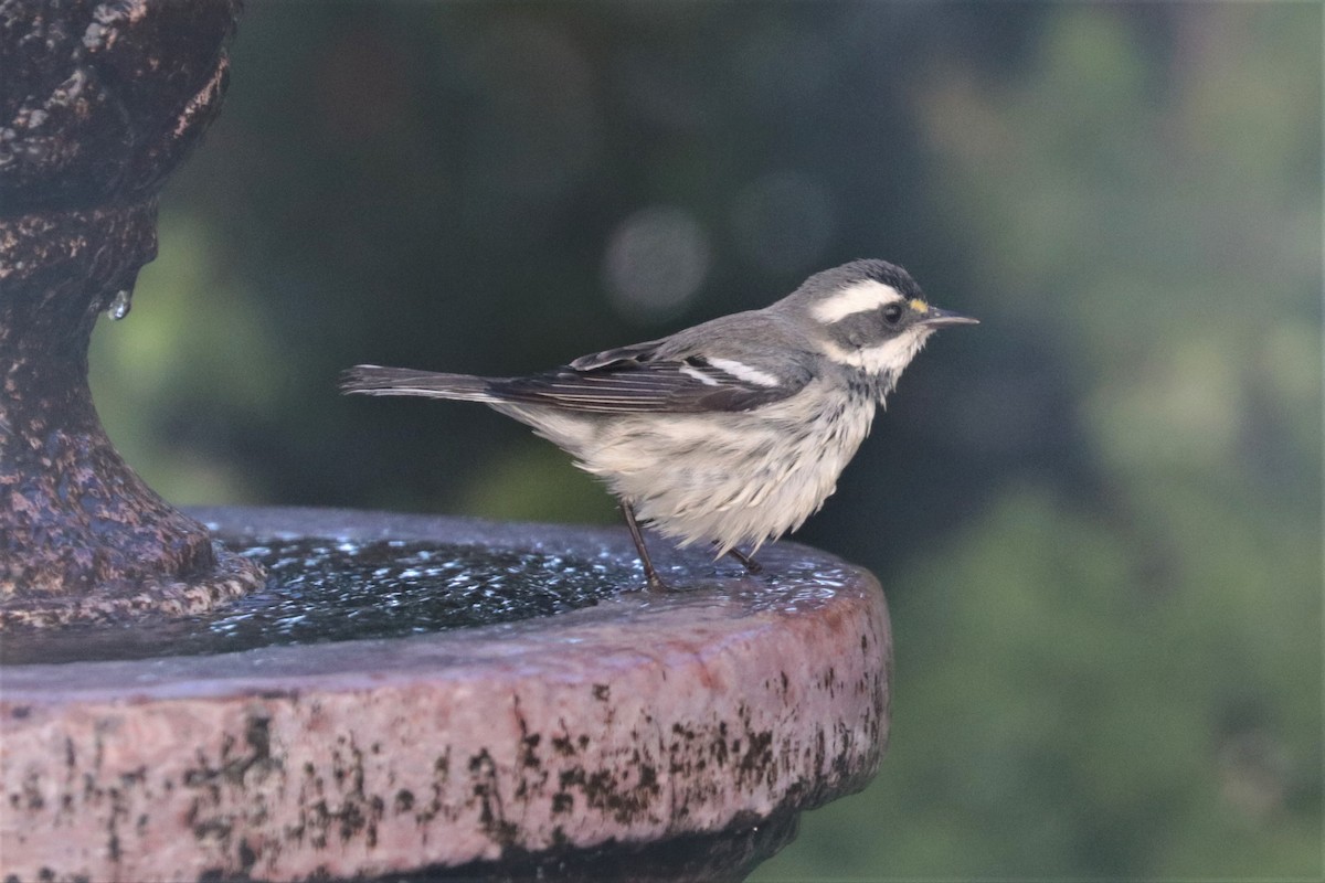 Black-throated Gray Warbler - ML289441561