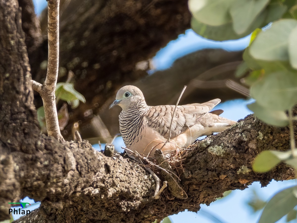 Peaceful Dove - ML289441831