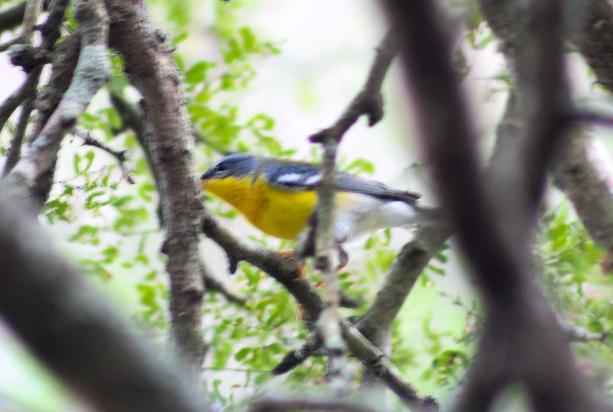 Tropical Parula - ML289443981