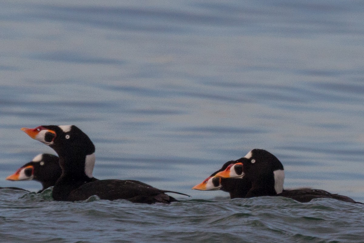 Surf Scoter - ML289444311