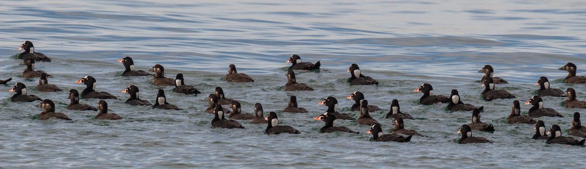 Surf Scoter - ML289444351