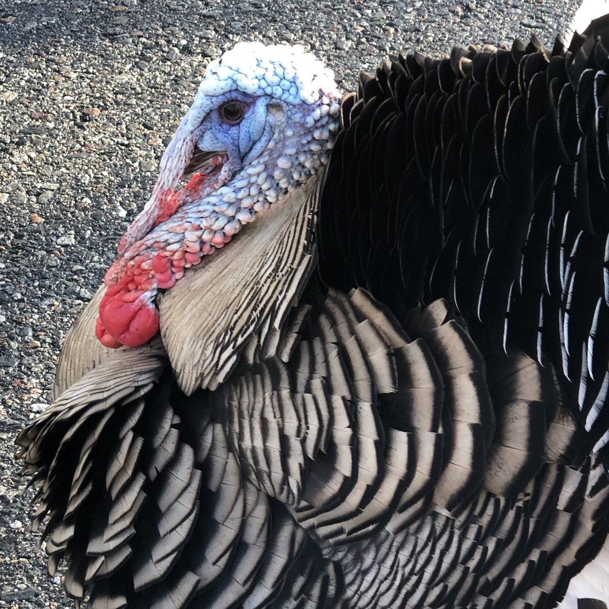 Wild Turkey - Marilyn Healey