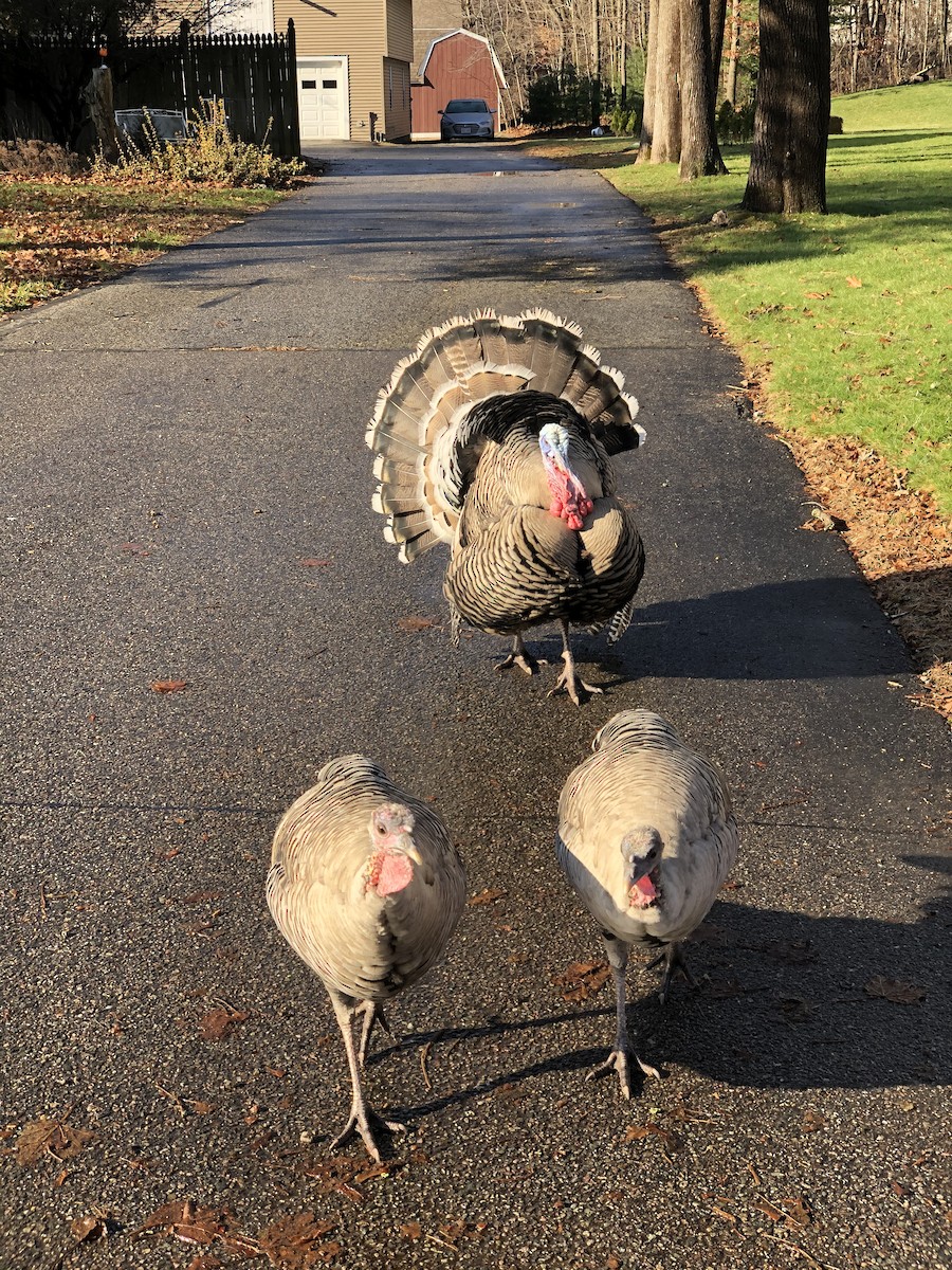 Wild Turkey - Marilyn Healey