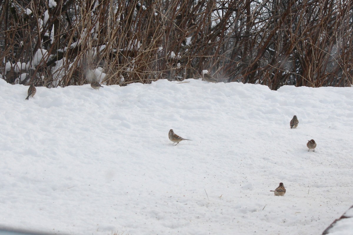 American Tree Sparrow - ML289445271