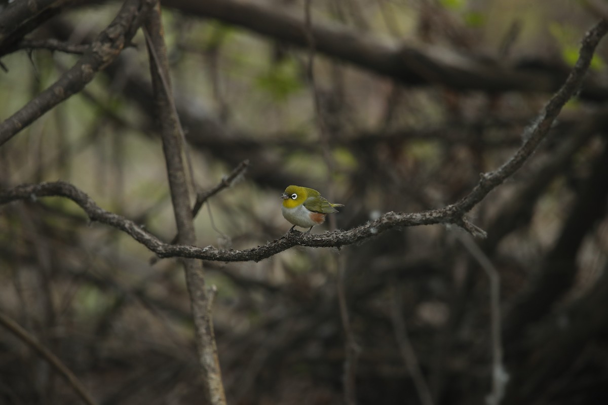 Chestnut-flanked White-eye - ML289445311