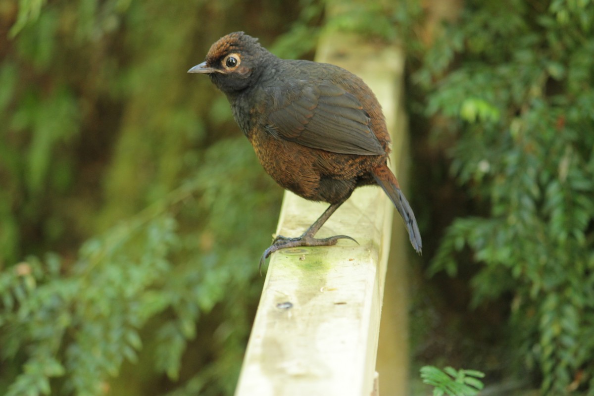 Schwarzkehltapaculo - ML289445431