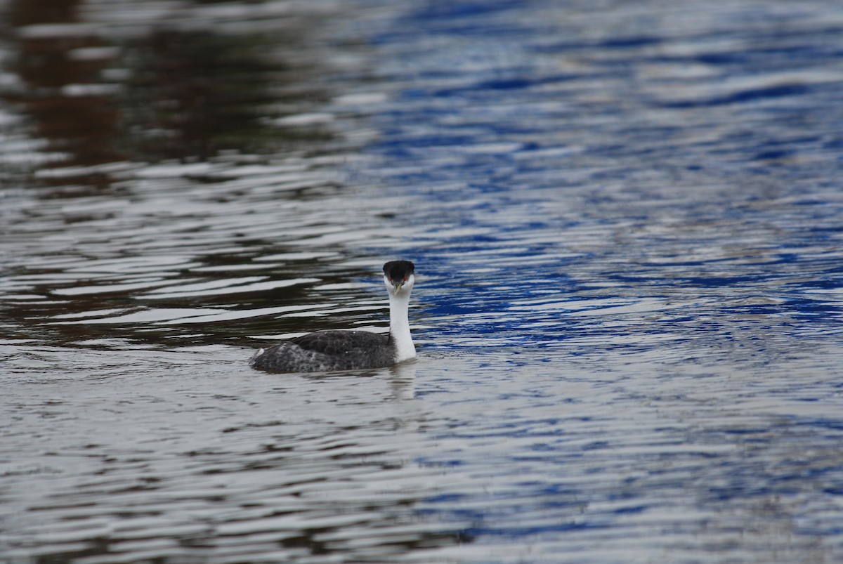 Clark's Grebe - ML289445531