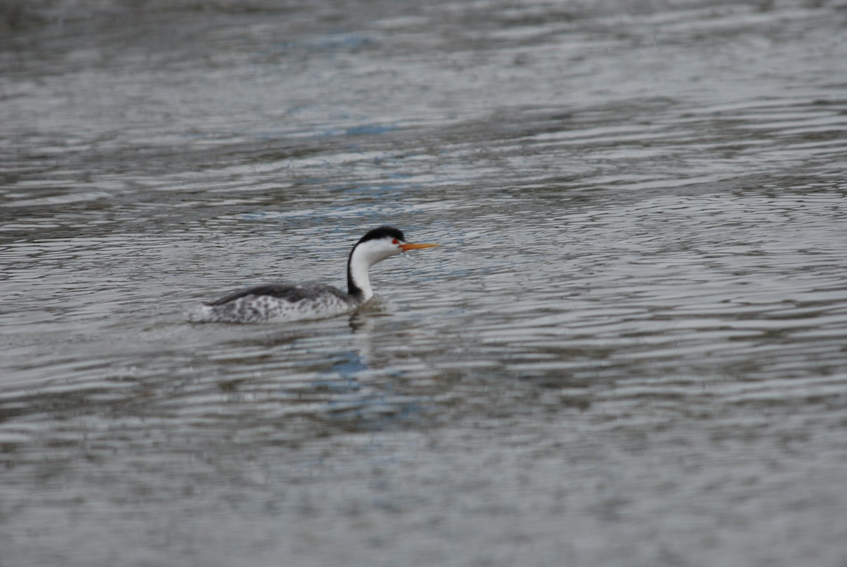 Clark's Grebe - ML289445551