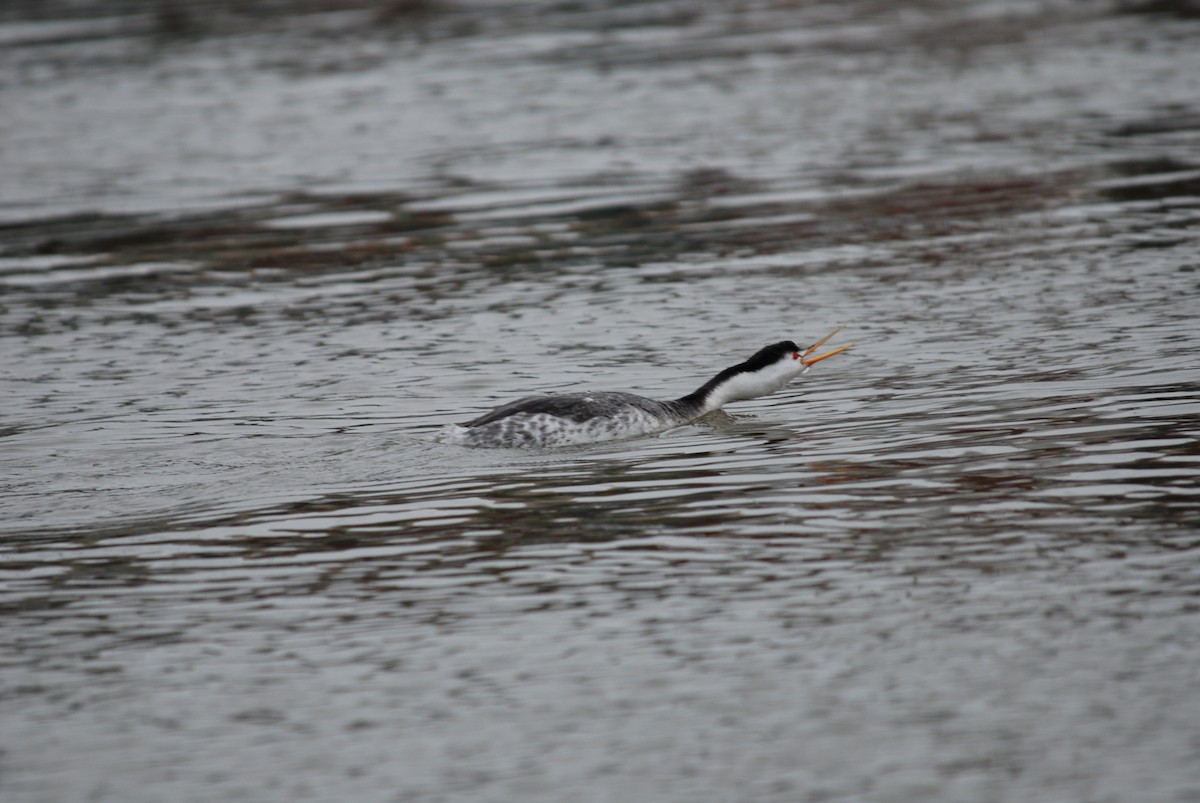 Clark's Grebe - ML289445561