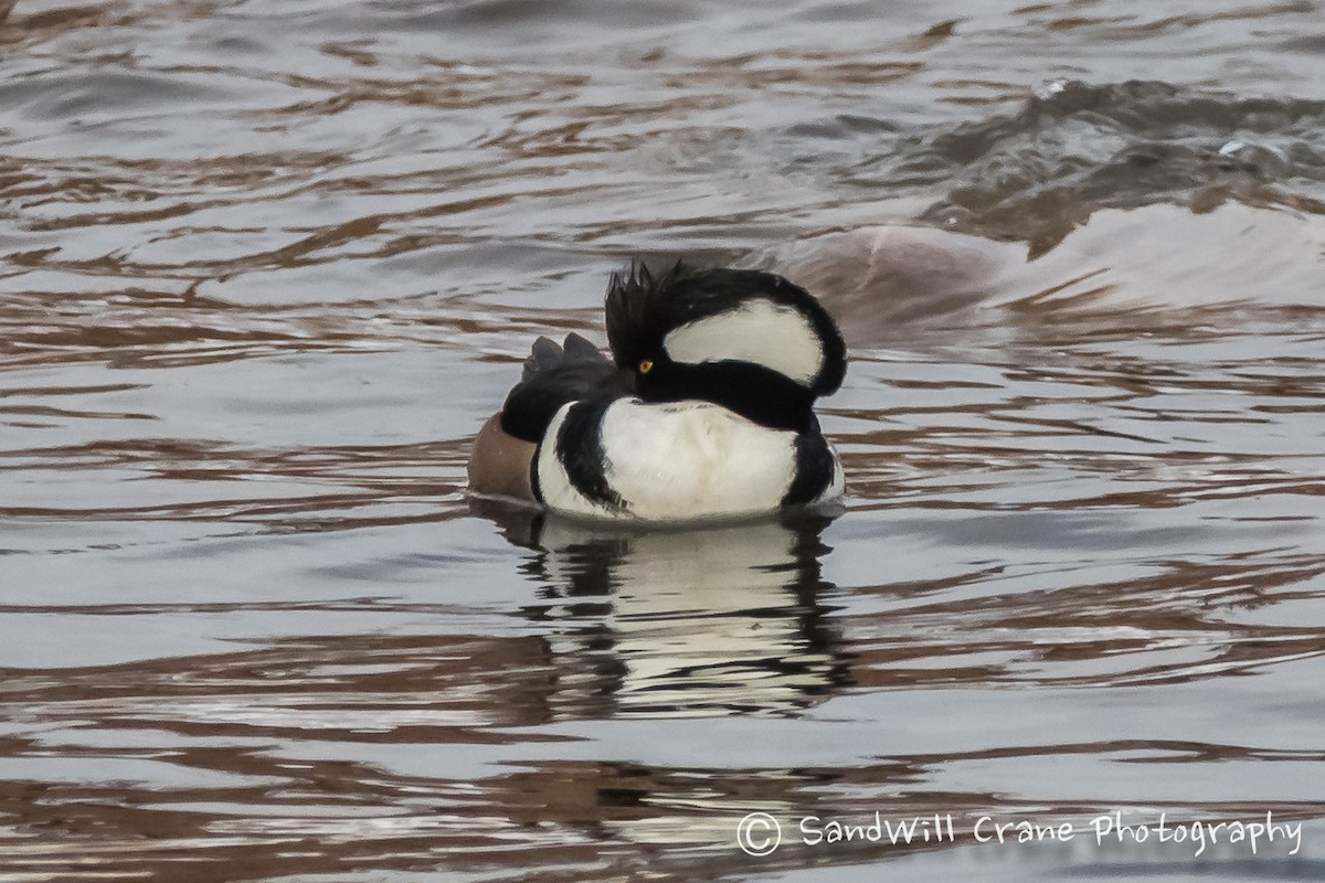 Hooded Merganser - Will Sebern