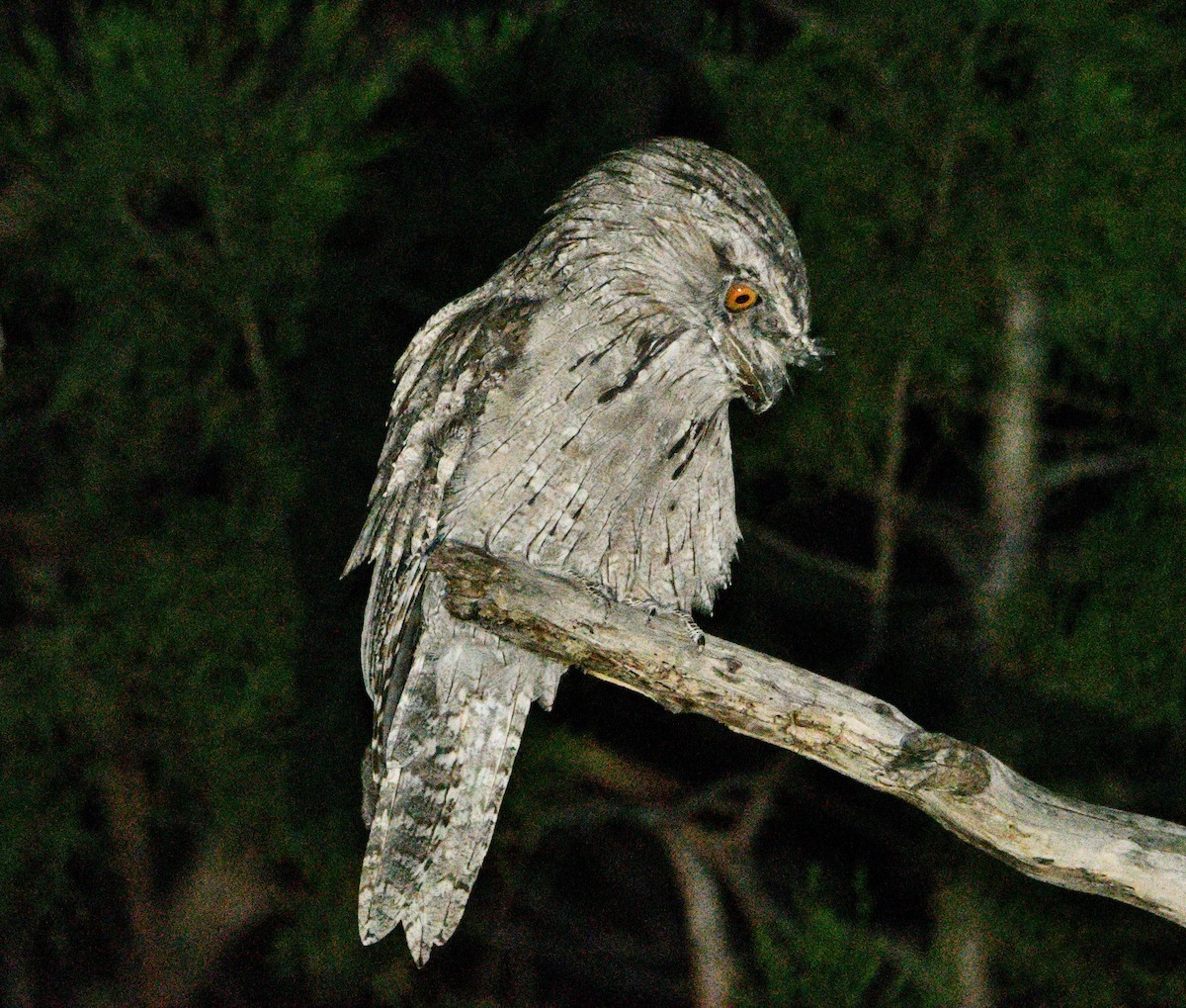 Tawny Frogmouth - Michael Daley
