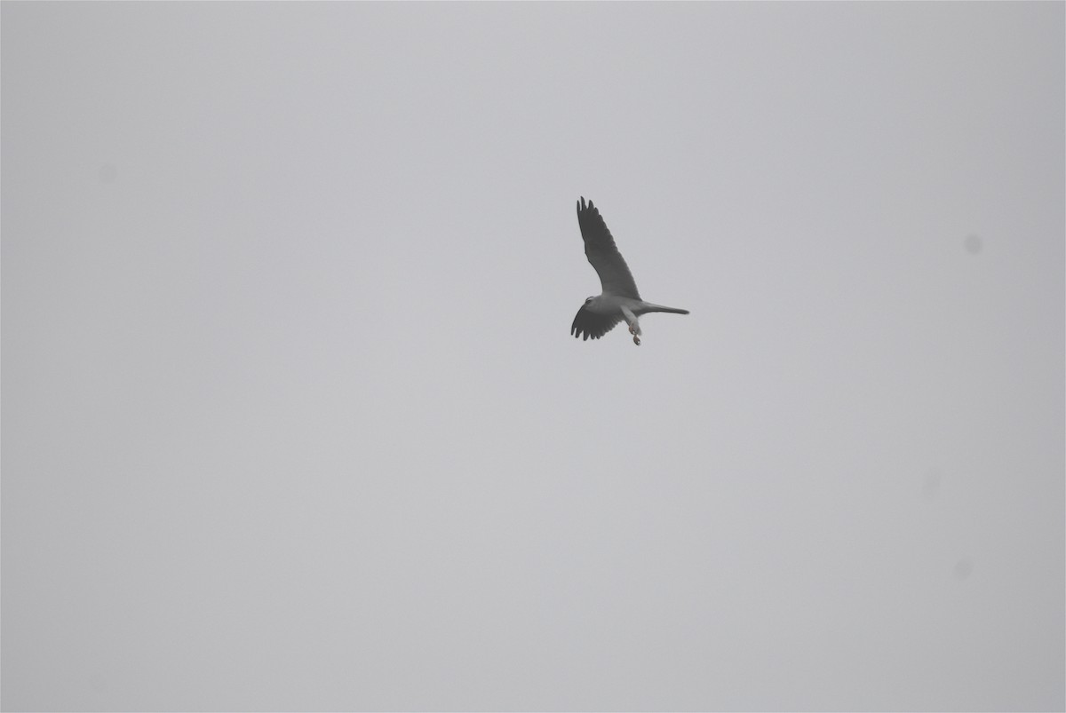 White-tailed Kite - ML289446991
