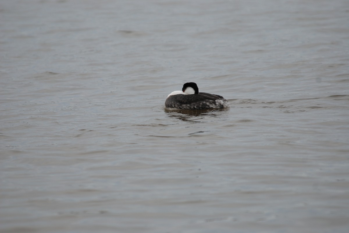 Western Grebe - ML289447221