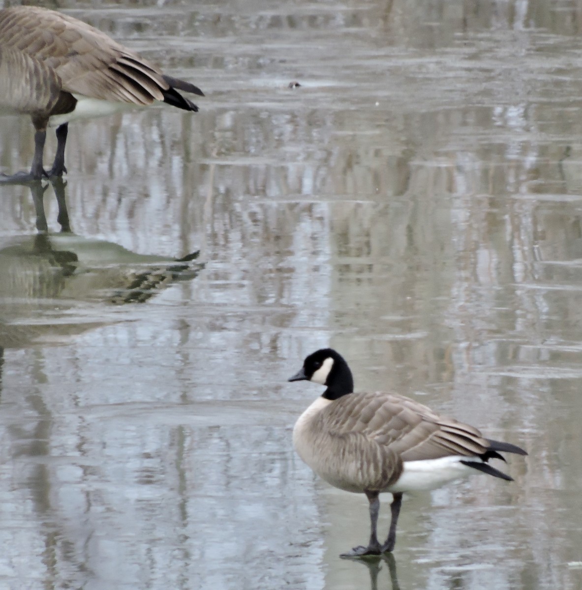 Cackling Goose - Daniel Casey