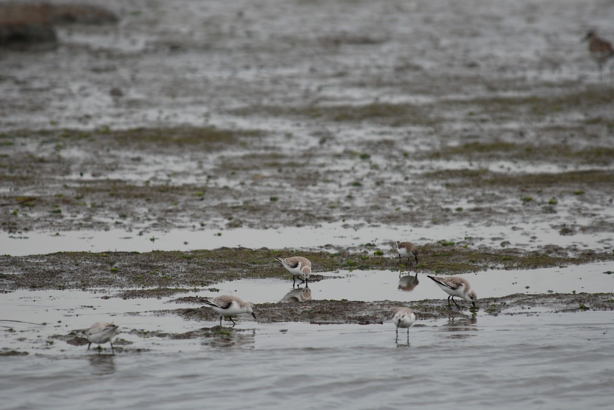 Sanderling - ML289447421