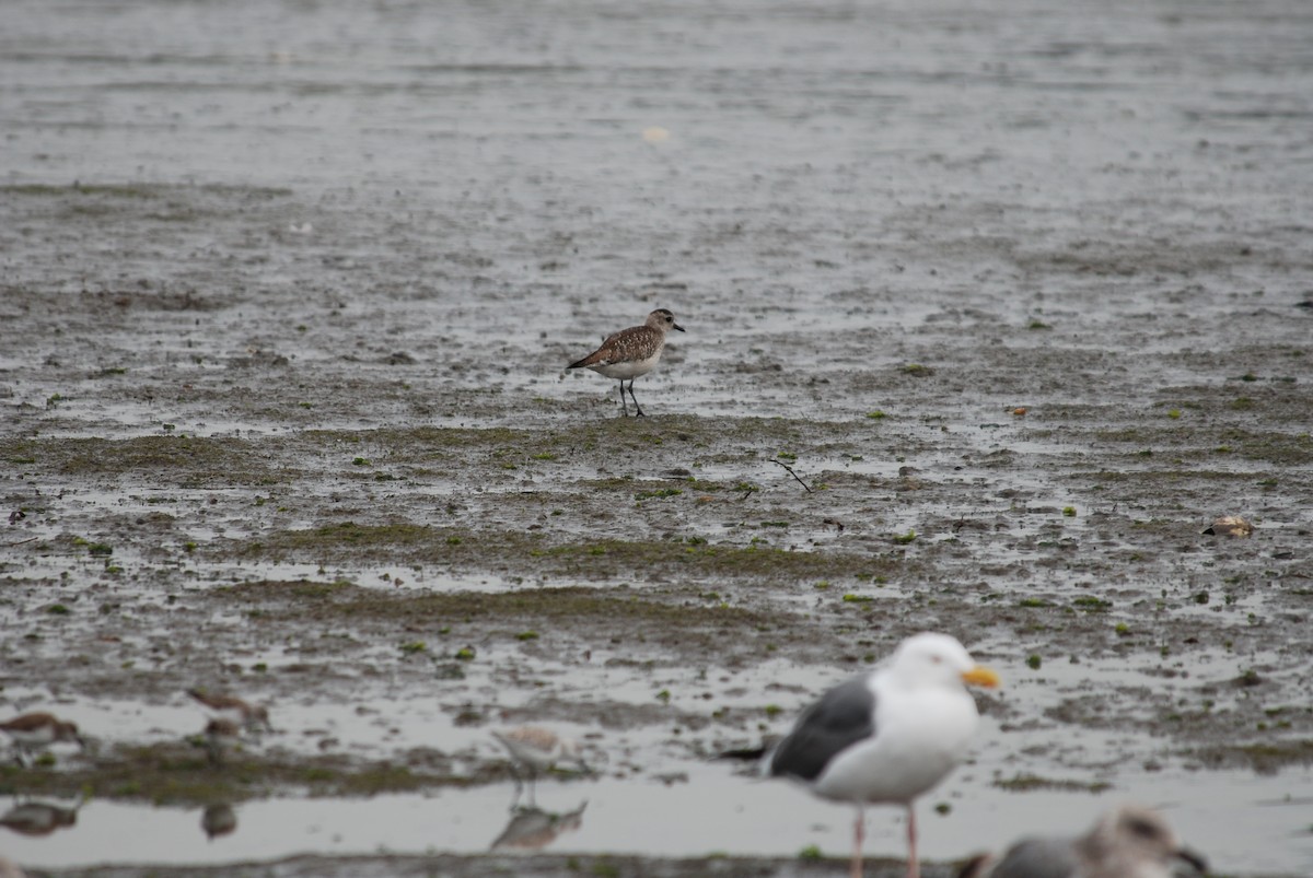 Western Gull - ML289447731