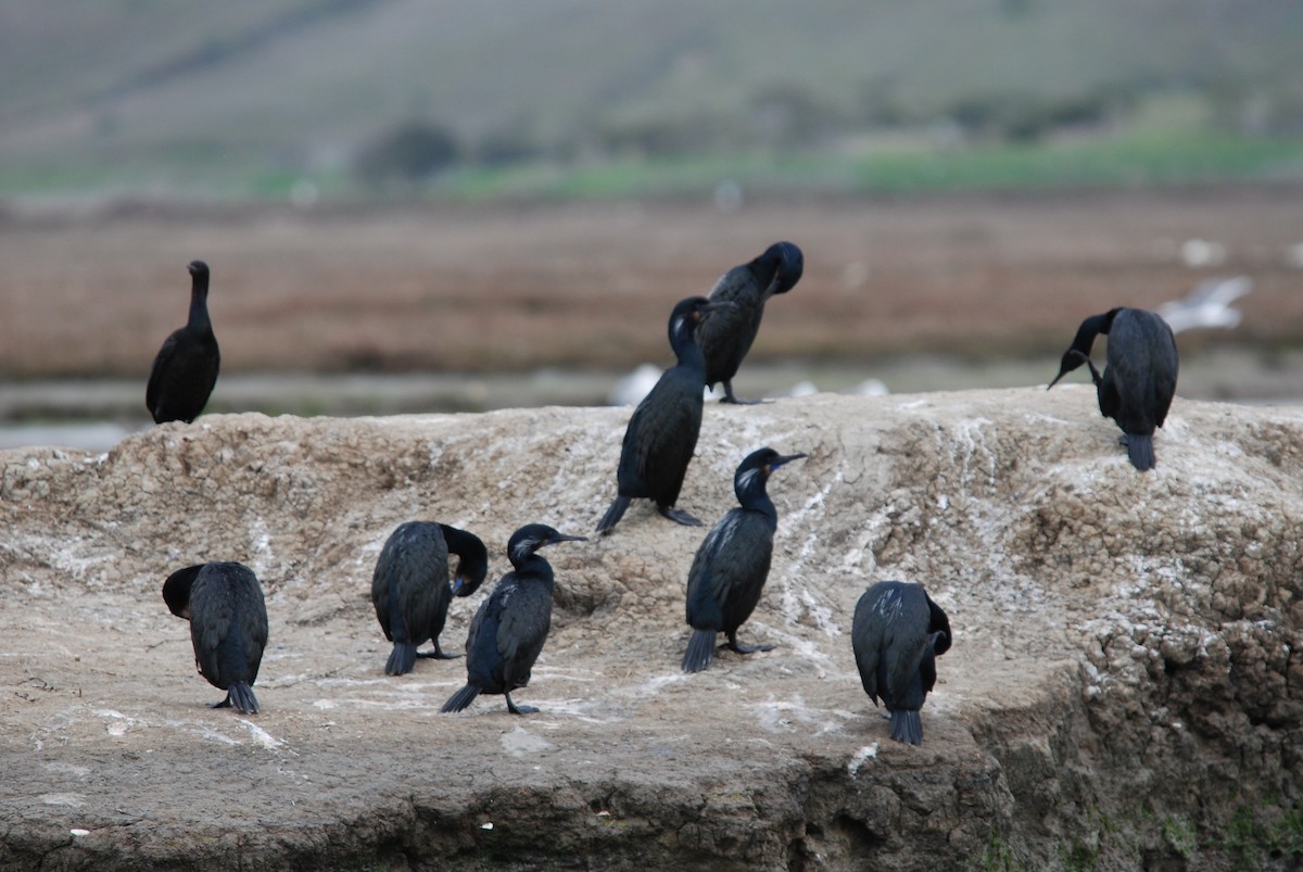 Brandt's Cormorant - Howard Friedman