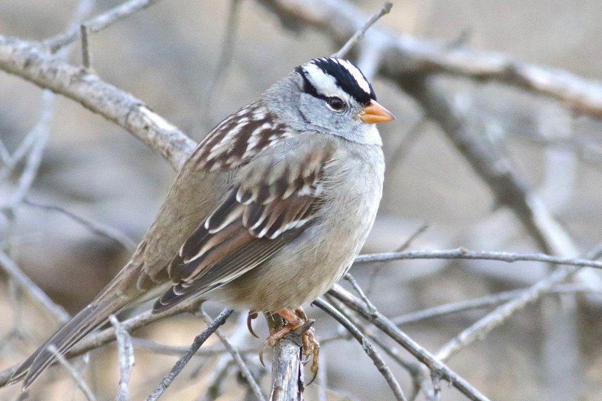 White-crowned Sparrow (Gambel's) - Gil Ewing