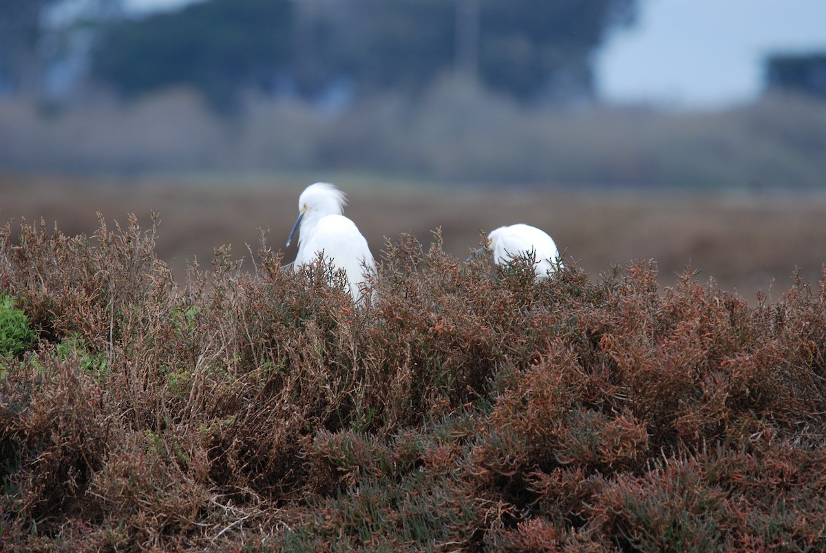 Snowy Egret - ML289448291