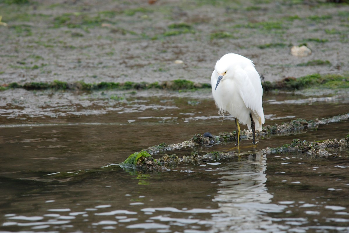 Snowy Egret - ML289448381