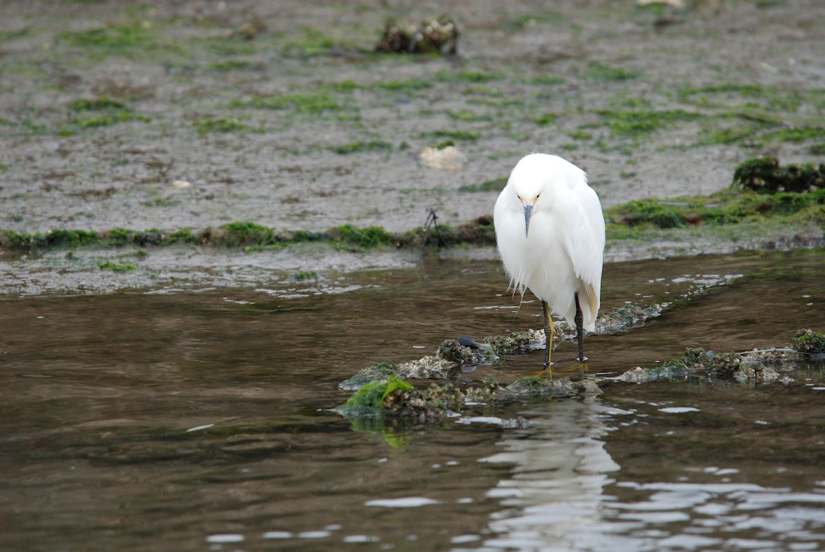 Snowy Egret - ML289448411