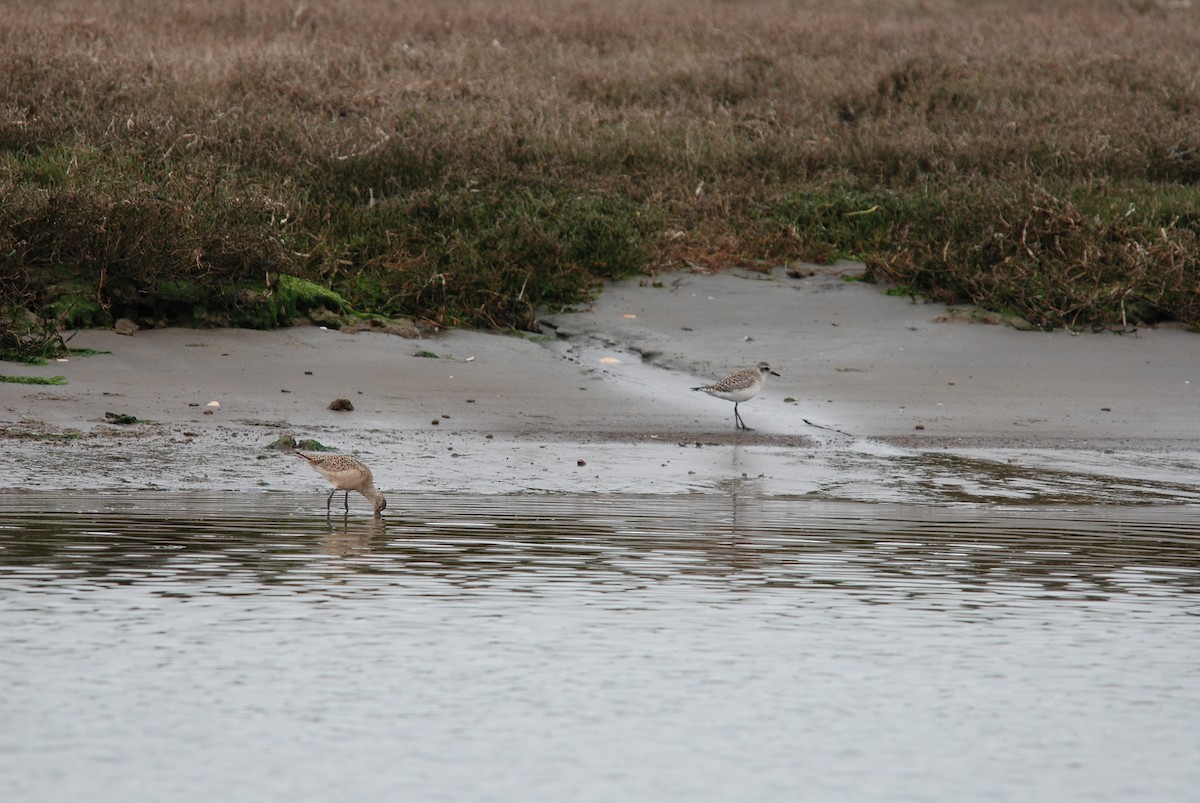 Black-bellied Plover - ML289448781