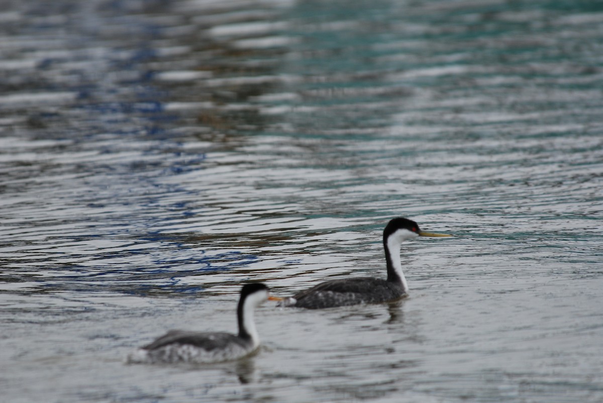 Clark's Grebe - ML289449041