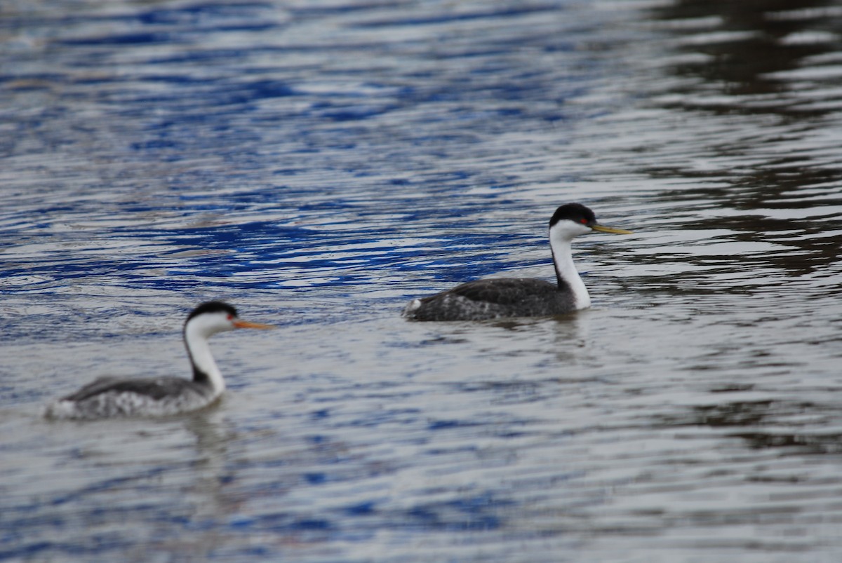 Clark's Grebe - ML289449081