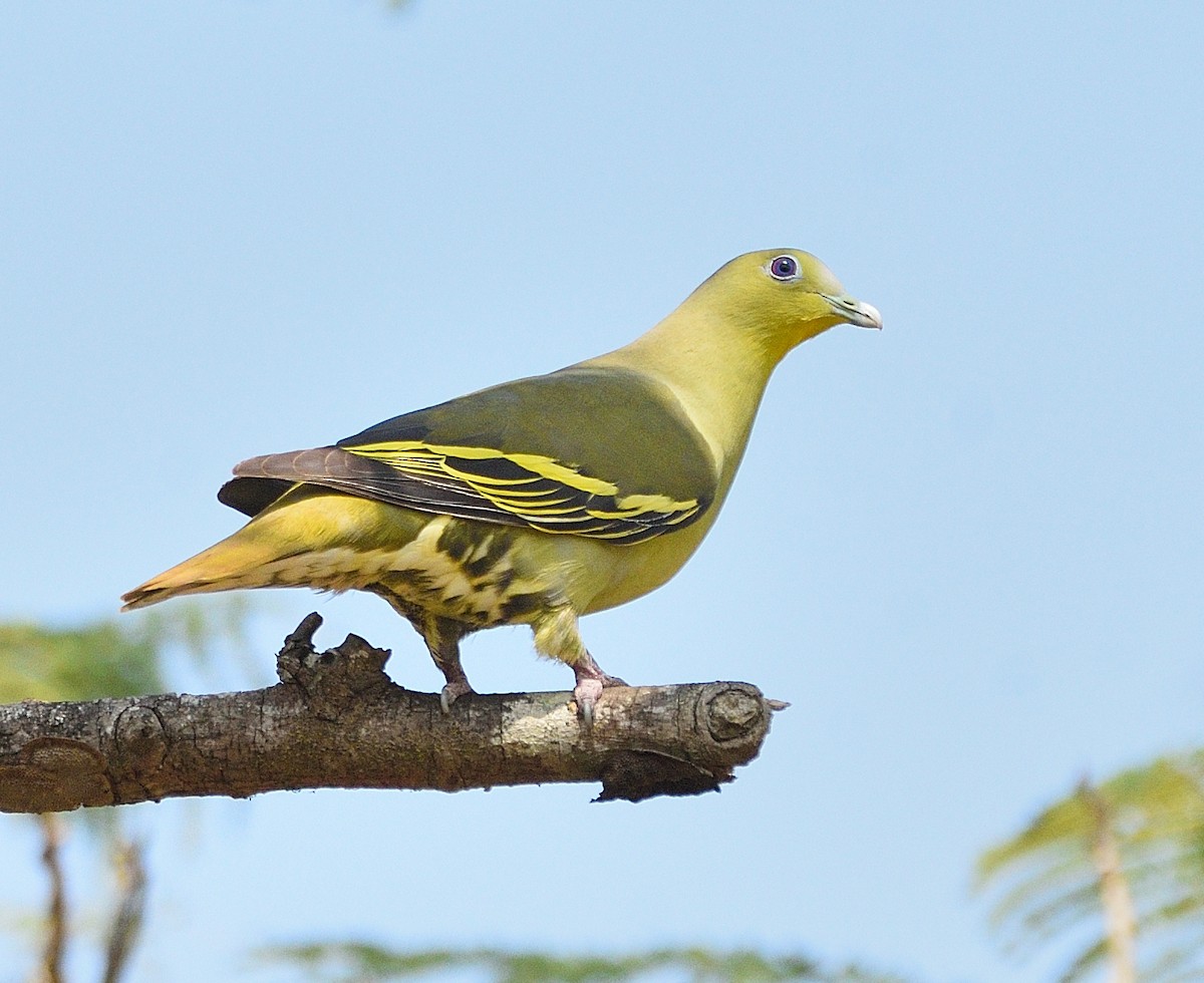 Gray-fronted Green-Pigeon - ML289450111