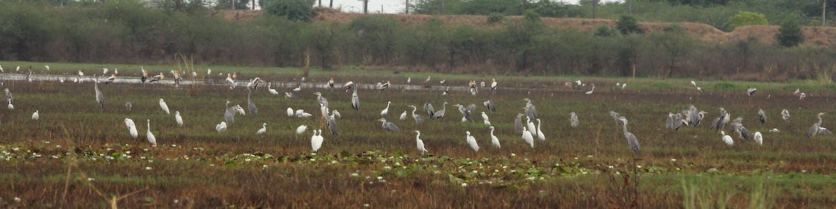 Gray Heron - TheNatureTrust (GroupAccount)