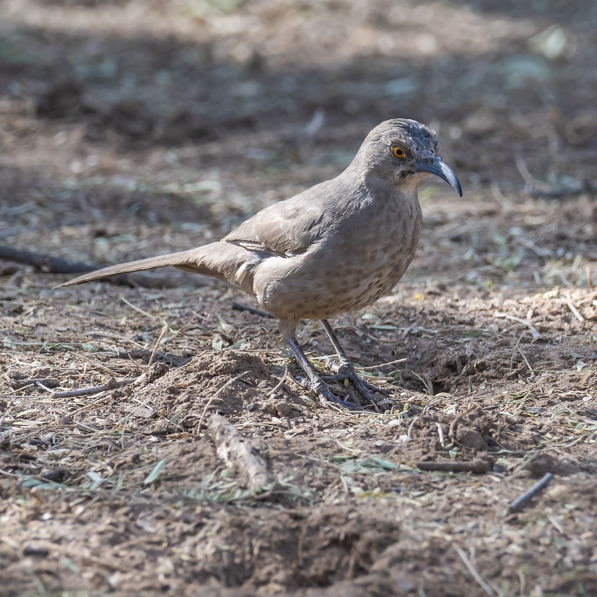 Curve-billed Thrasher - ML289453741