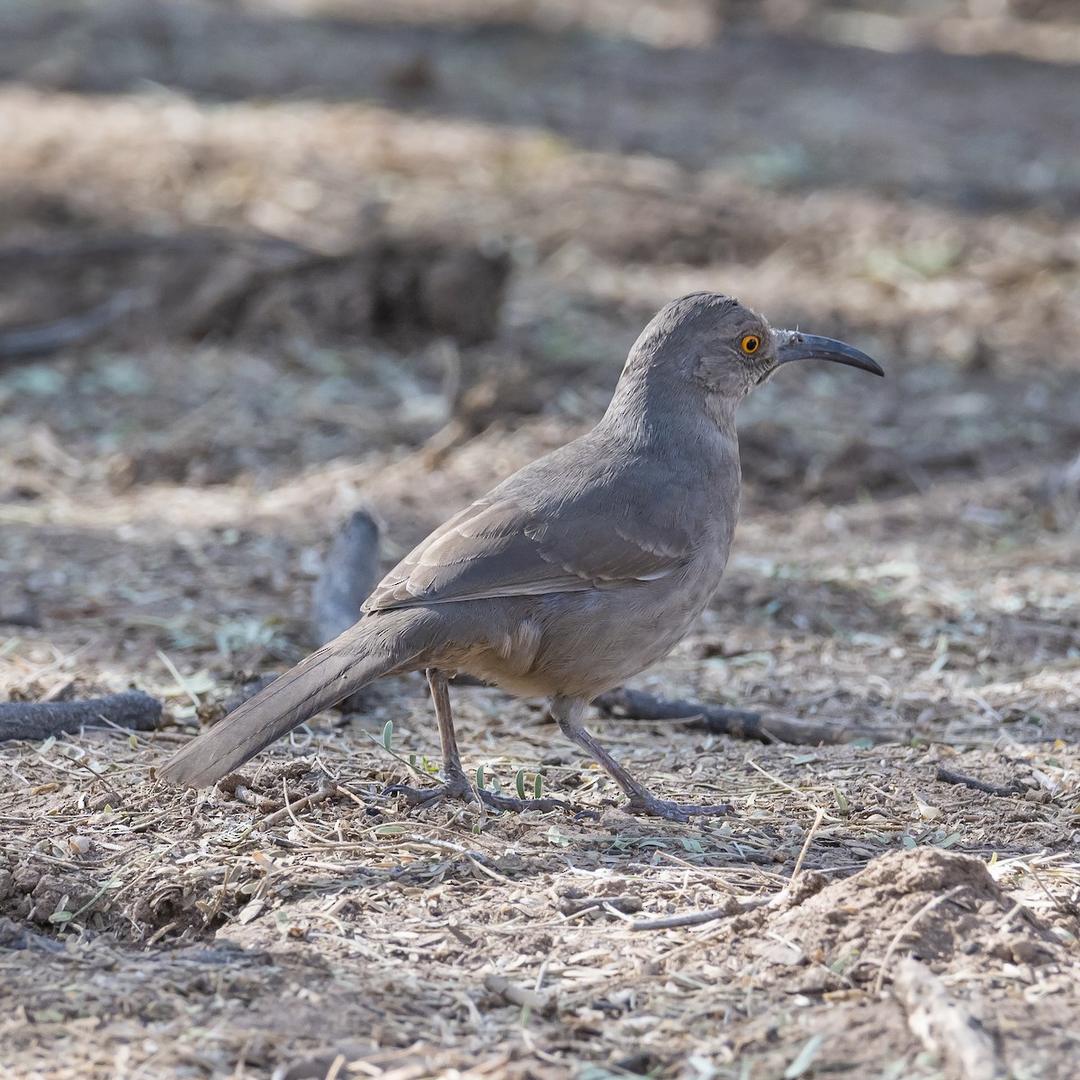 Curve-billed Thrasher - ML289453761