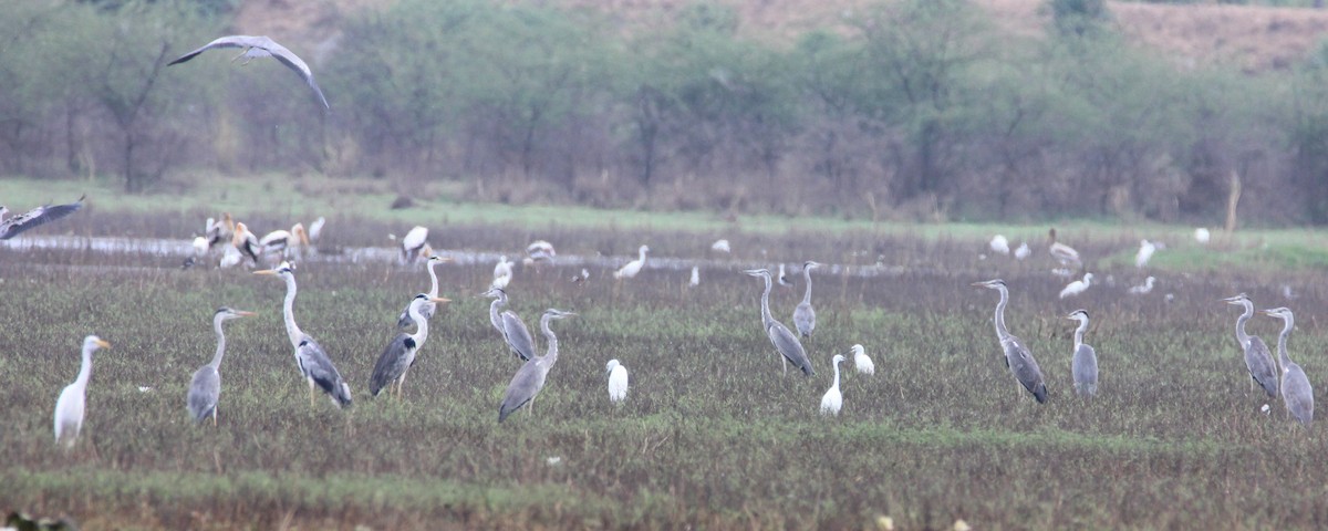 Gray Heron - TheNatureTrust (GroupAccount)