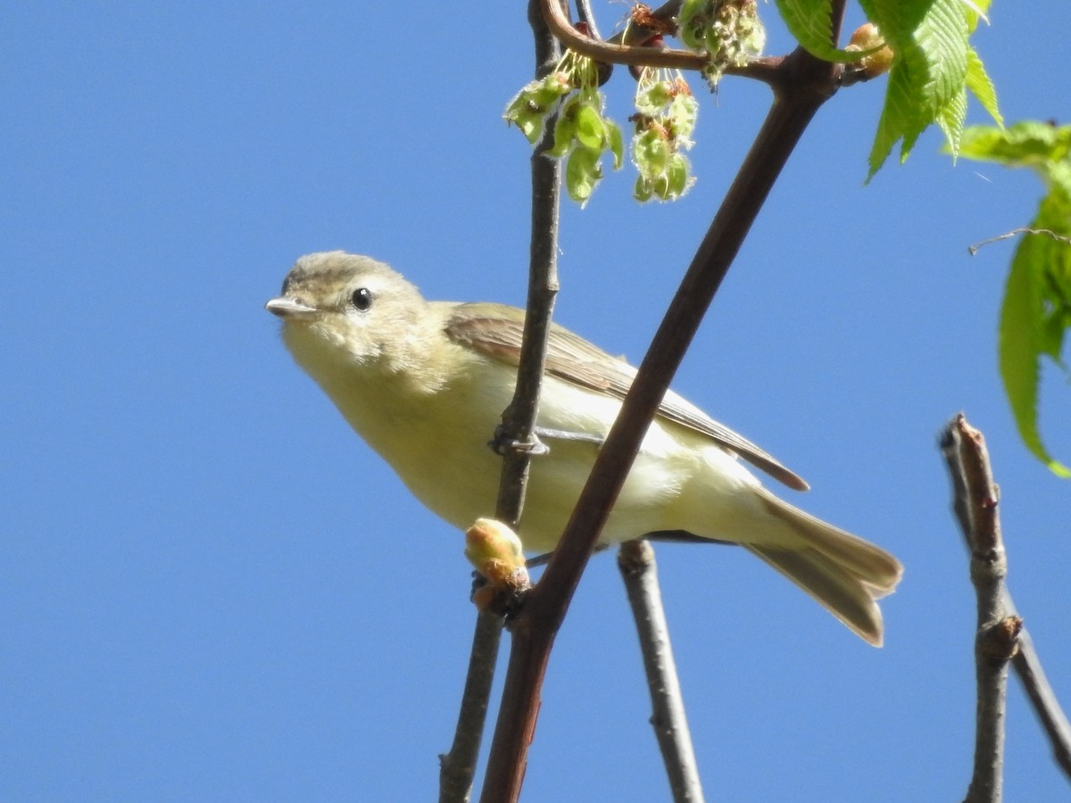 Warbling Vireo - ML28945611