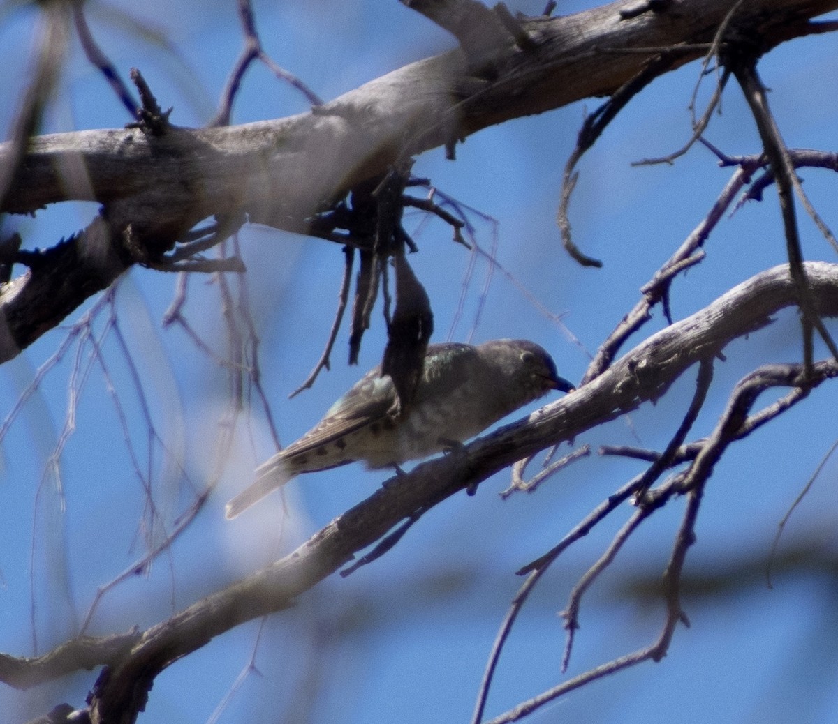 Shining Bronze-Cuckoo - ML289456191