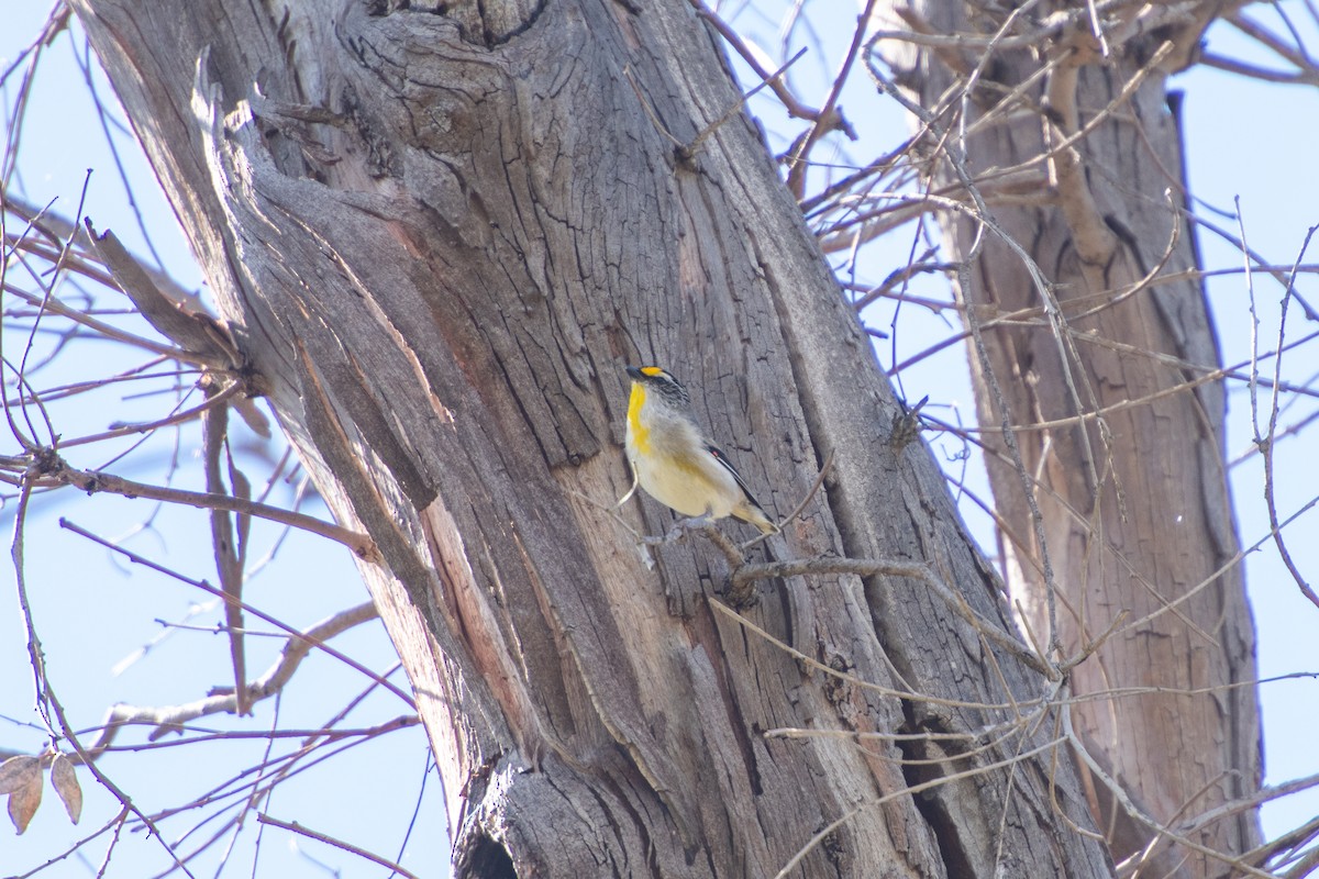 Striated Pardalote - Beck Redden