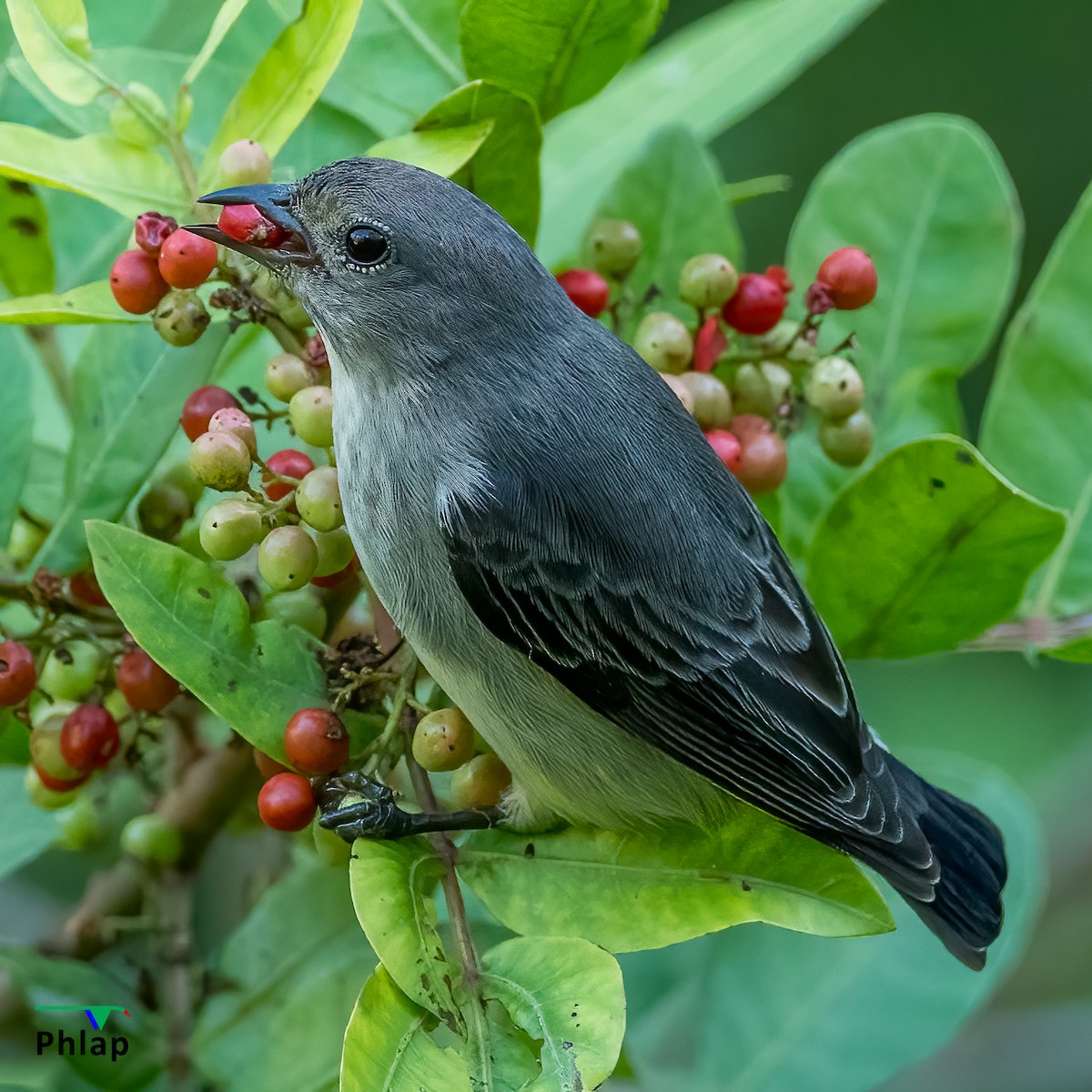 Mistletoebird - ML289456511