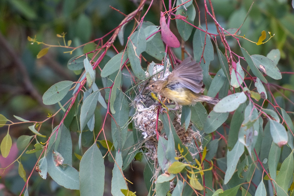 Weebill - Beck Redden