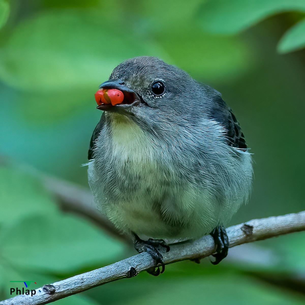 Mistletoebird - ML289456611
