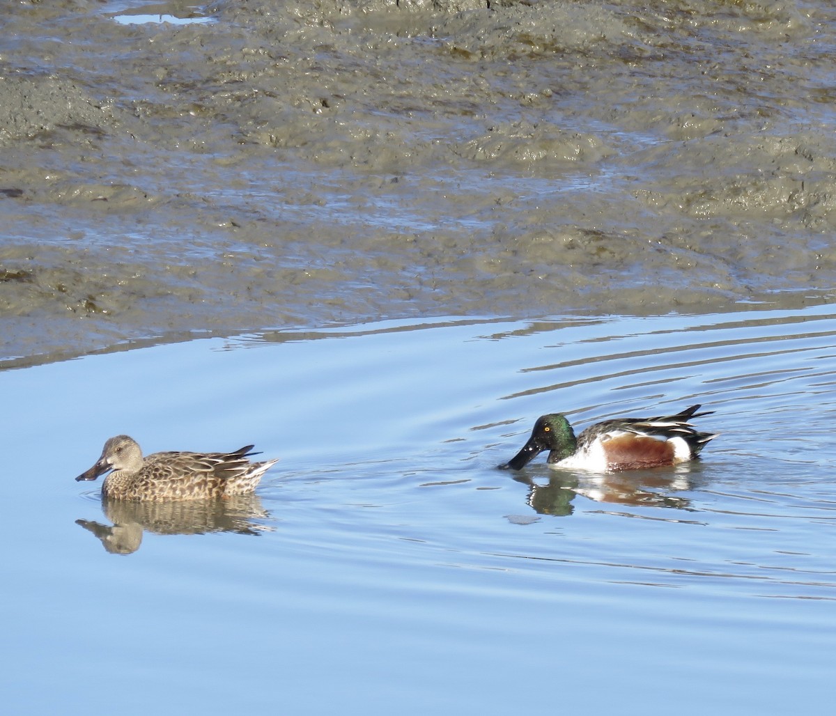 Northern Shoveler - ML289456621